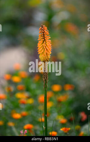 Kniphofia popsicle mangue,red hot poker popsicle Mangue, Orange, fleurs,fleurs,Crampons Crampons,fleurs,Fleurs,RM Banque D'Images
