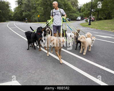 Dogwalker professionnel dans Prospect Park à Brooklyn, New York. Banque D'Images