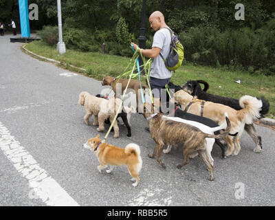 Dogwalker professionnel dans Prospect Park à Brooklyn, New York. Banque D'Images