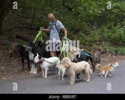 Dogwalker professionnel dans Prospect Park à Brooklyn, New York. Banque D'Images