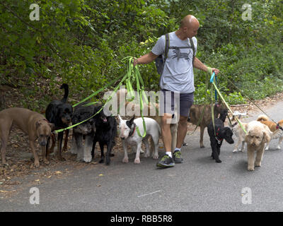 Dogwalker professionnel dans Prospect Park à Brooklyn, New York. Banque D'Images