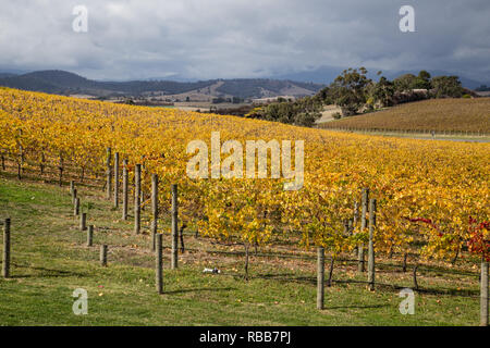 Balgownie Estate Vineyard in Victoria, Australia Banque D'Images