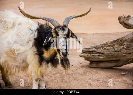 /Portrait d'une chèvre sauvage Banque D'Images