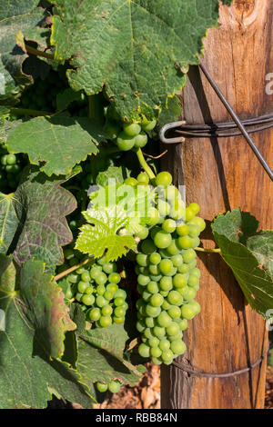 Les jeunes verts sur vigne à côté de poteau de clôture de raisin Banque D'Images