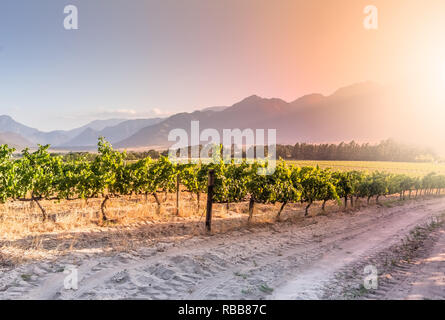 Les vignes dans le coucher du soleil dans un vignoble près de Wemmershoek, Western Cape Afrique du Sud Banque D'Images