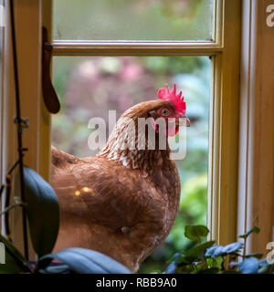 Poulet à la fenêtre. Banque D'Images