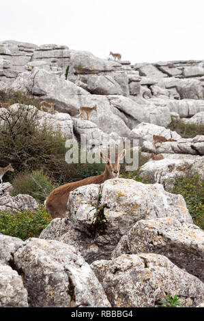 Groupe des chèvres sauvages dans la réserve naturelle d'El Torcal de Antequera, à Malaga. Une faune impressionnante, les montagnes et la végétation. Beau paysage. Banque D'Images