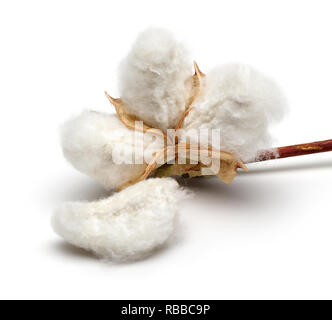 Le coton isolé sur fond blanc. Studio shot Banque D'Images