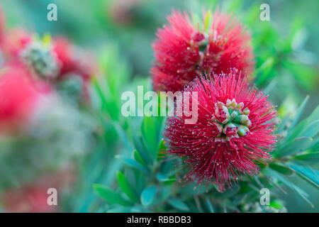 Melaleuca citrina. Une étroite jusqu'à (Callistemon).Une fleur rouge brosse à bouteille arbre le nom dérive de l'usine de fleurs qui ressemblent à des brosses à cl Banque D'Images