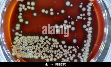 Boîte de Pétri avec les bactéries, cueillette de colonies bactériennes pour le clonage d'ADN Banque D'Images