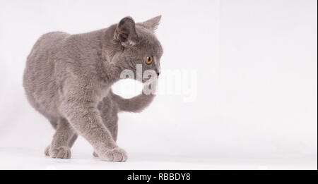 Chaton British shorthair, marchant devant backgrwond blanc Banque D'Images