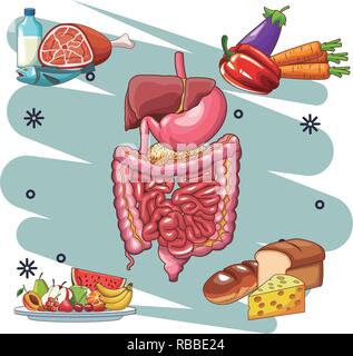 L'organe humain anatomie cartoon Illustration de Vecteur