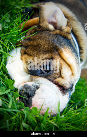 British bull dog in grass Banque D'Images