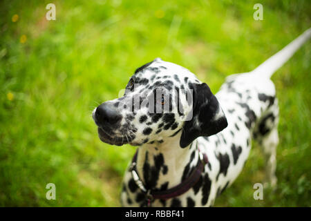 Portrait de chien dalmatien Banque D'Images