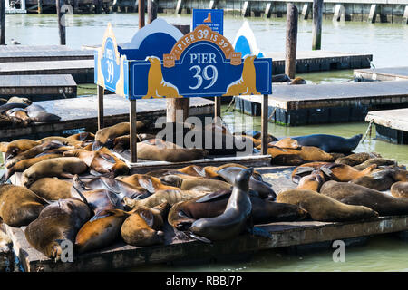 Seal - Lions de mer - au Pier 39 de San Francisco. Pier 39 est un centre commercial et d'attraction touristique populaire construit sur un quai de San Francisco, en Californie. Banque D'Images