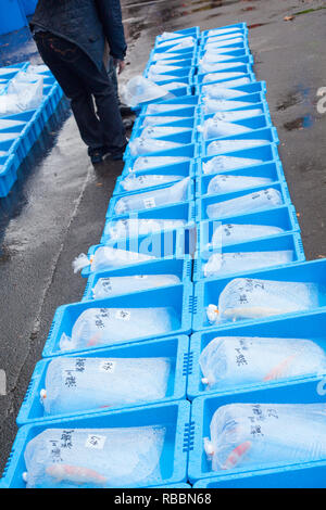 La vente du poisson dans un parc de Tokyo avec des poissons dans des sacs Banque D'Images