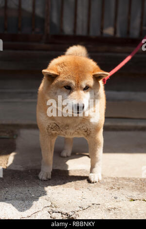 Shibu Inu chien en laisse au Japon Banque D'Images