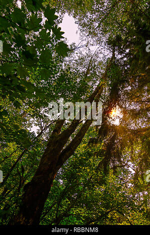 Sommet des grands arbres des forêts avec l'orange vif soleil qui brille à travers les feuilles vertes Banque D'Images