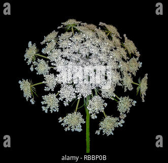 Fine art couleur still life macro portrait d'une seule carotte sauvage isolé /Daucus carota blossom,structure fractale,fond noir Banque D'Images