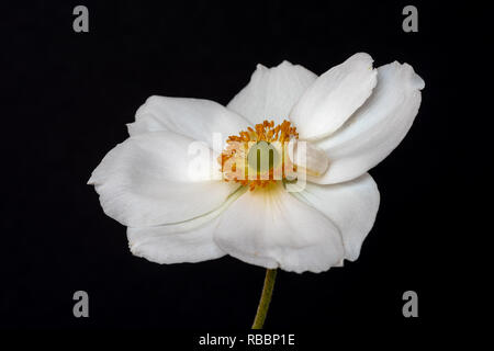 Fine art floral still life macro image couleur d'un seul blanc isolé avec tige fleurs anémone d'automne,des,texture fond noir,vintage Banque D'Images