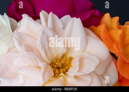 Couleur Floral still life fine art fleur macro image d'un bouquet de trois fleurs rouge,blanc,jaune avec des fleurs rose texture détaillées sur noir retour Banque D'Images