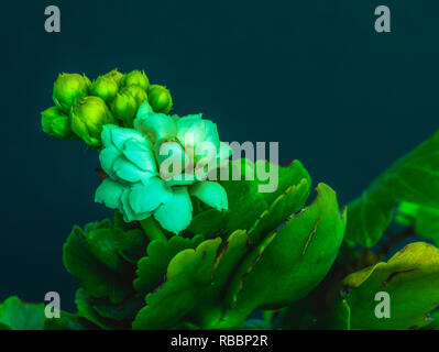 L'art surréaliste de la vie encore macro image couleur d'un seul jaune vert blanc kalanchoe avec fleurs sur fond bleu dans des couleurs de fantaisie, vintage Banque D'Images