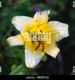 Fleurs de plein air d'une seule macro couleur soleil isolé jaune blanc lily blossom avec gouttes de pluie sur les pétales sur fond vert trouble naturel Banque D'Images