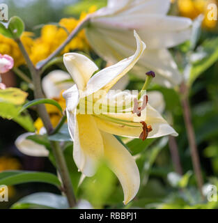 Fleurs de plein air d'une seule macro couleur soleil fleurs lys blanc isolé sur fond flou naturel jardin coloré Banque D'Images