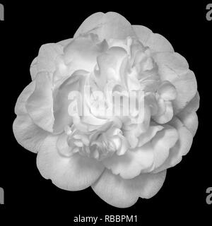 Fine art floral nature morte fleurs monochromes lumineux macro portrait d'un seul blanc isolé en fleurs complètement ouvertes sur le dos noir camellia blossom Banque D'Images