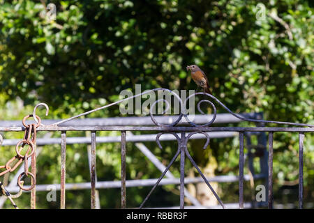 Paruline flamboyante femelle sur la porte avec de la nourriture pour leur nid. Banque D'Images