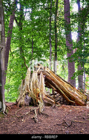 Vieux arbre dans la forêt. La partie dangereuse de la forêt. Banque D'Images