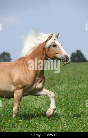 Belle blonde avec cheval alezan battant mane d'exécution en nature Banque D'Images