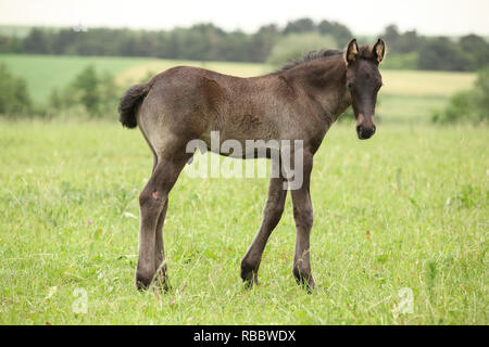 Petit poulain frison sur pâturages vous regarde Banque D'Images