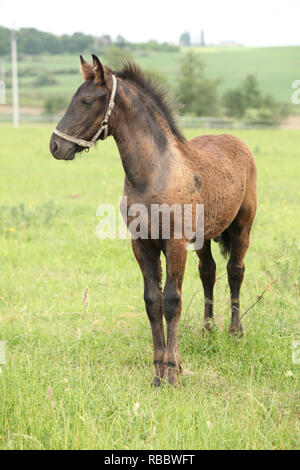Poulain frison avec dos-nu debout sur des pâturages Banque D'Images
