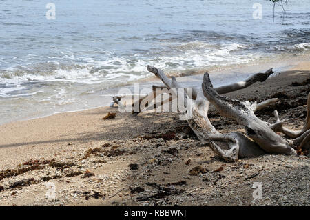 Morceaux de bois flotté sur une plage de sable à Parc national de Cahuita, Costa Rica Banque D'Images