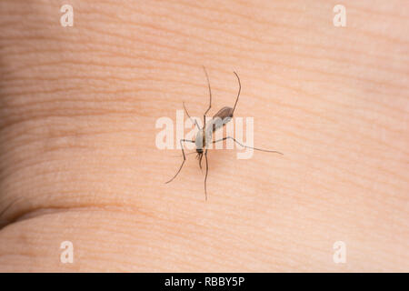 Close-up de sucer le sang des moustiques Banque D'Images