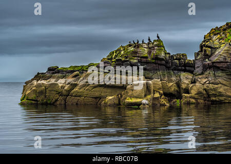 Falaises en forme de tête d'un dragon endormi avec les cormorans et un joint à la Côte d'Ecosse Banque D'Images