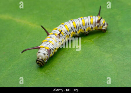 Caterpillar Monarque mature sur feuille verte Banque D'Images