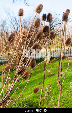 Les chardons en fleur lit dans l'hiver flowerheads séchées peuvent être coupés et utilisés dans les arrangements de fleurs . Les graines sont source de nourriture pour les oiseaux en hiver. Banque D'Images