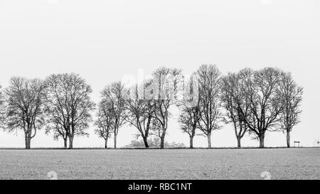 La beauté de l'avenue Maple dans un jour d'hiver brumeux, une vue de côté en noir et blanc Banque D'Images