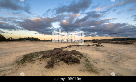 Coucher de soleil sur les dunes de sable du Parc national Hoge Veluwe dans la province de Gelderland, Pays-Bas Banque D'Images