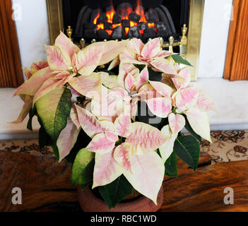 Poinsettia pulcherima montrant feuilles panachées sont habituellement vendus à l'époque de Noël d'autres couleurs sont rouge blanc et crème quitte Banque D'Images