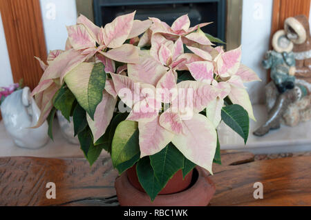 Poinsettia pulcherima montrant feuilles panachées sont habituellement vendus à l'époque de Noël d'autres couleurs sont rouge blanc et crème quitte Banque D'Images