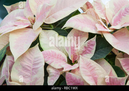 Poinsettia pulcherima montrant feuilles panachées sont habituellement vendus à l'époque de Noël d'autres couleurs sont rouge blanc et crème quitte Banque D'Images