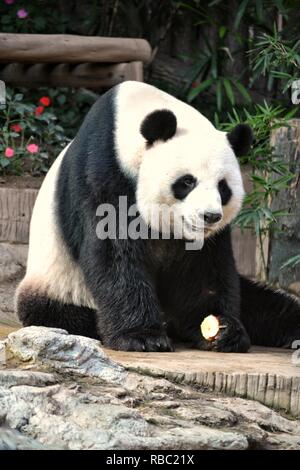 Ours Panda Géant à Chiang Mai Zoo Banque D'Images