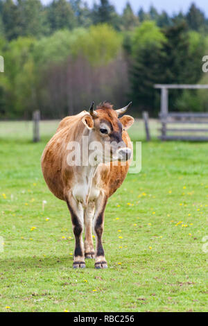 Santé de la jeune brune Suisse bull dans un pâturage Banque D'Images