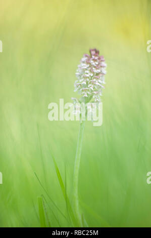 Portrait d'une herbe garçons fleur dans un soft green meadow Banque D'Images