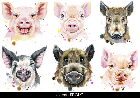 Portrait à l'aquarelle de porcs et de sangliers Banque D'Images