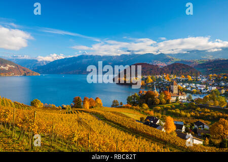 Le Château de Spiez et de vignobles, Berner Oberland, Suisse Banque D'Images