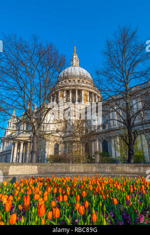 Royaume-uni, Angleterre, Londres, la Cathédrale St Paul au printemps, les tulipes Banque D'Images